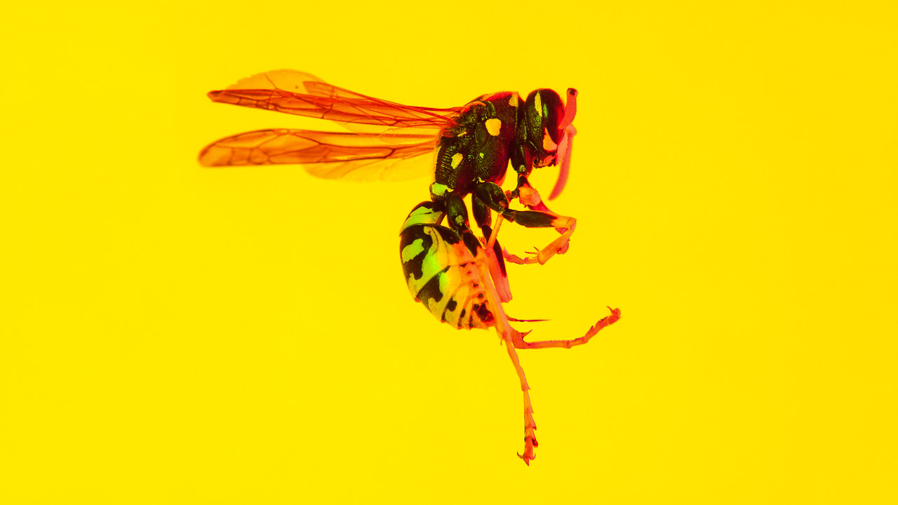 Bugged #02