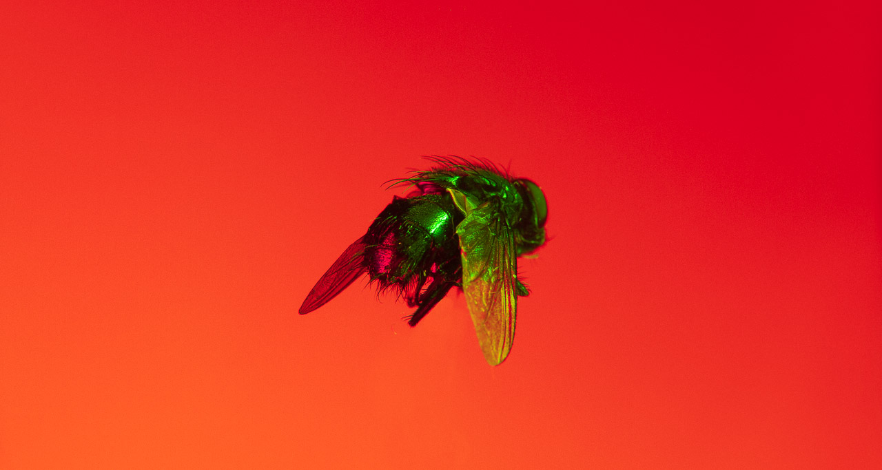 Bugged #08