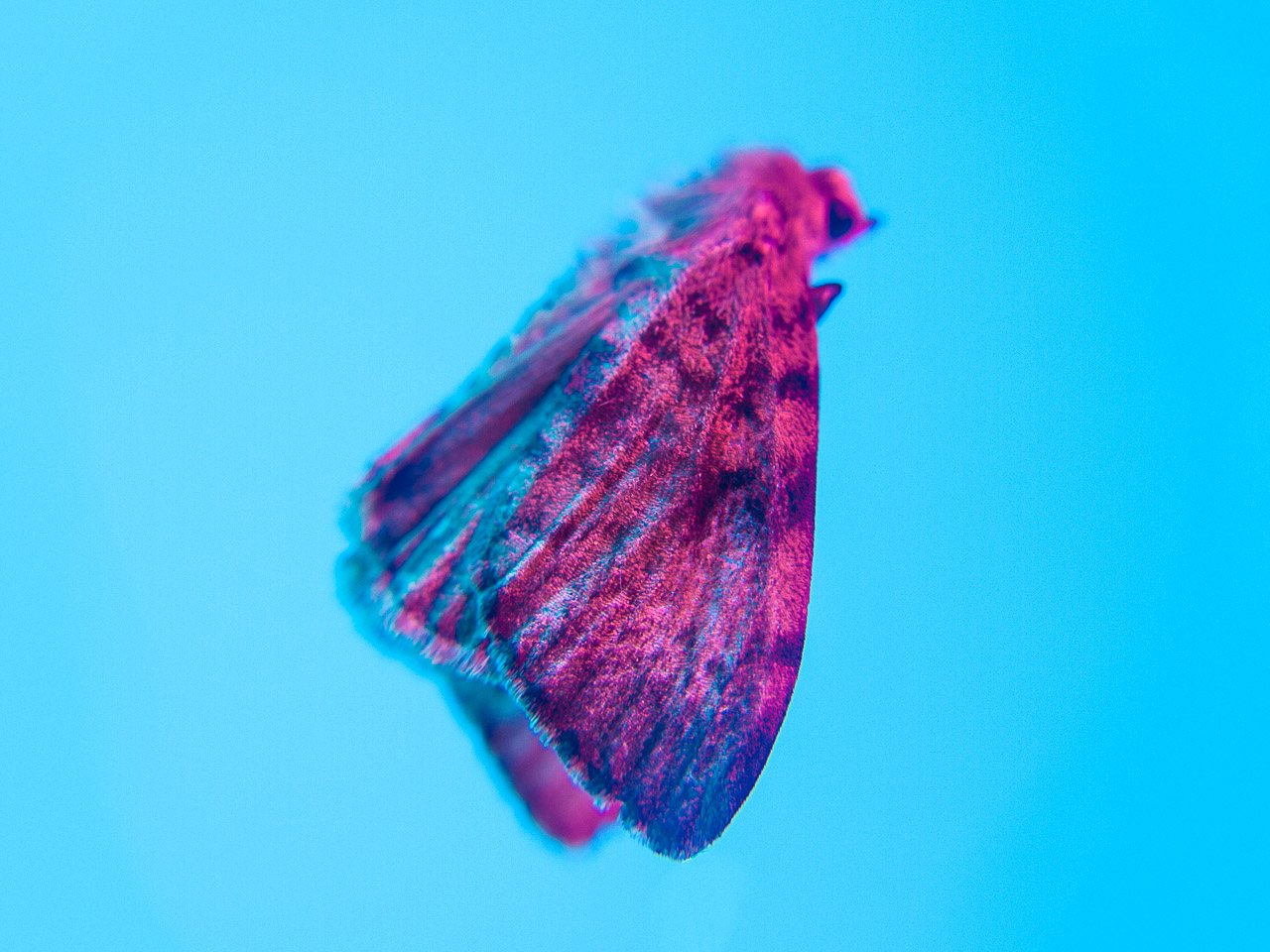 Bugged #12