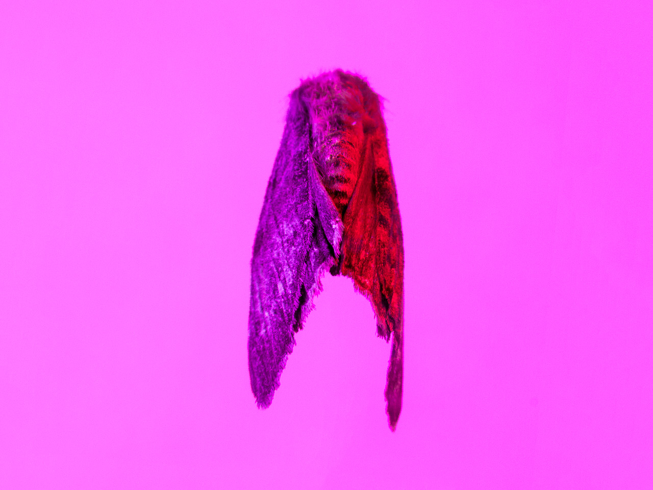 Bugged #13