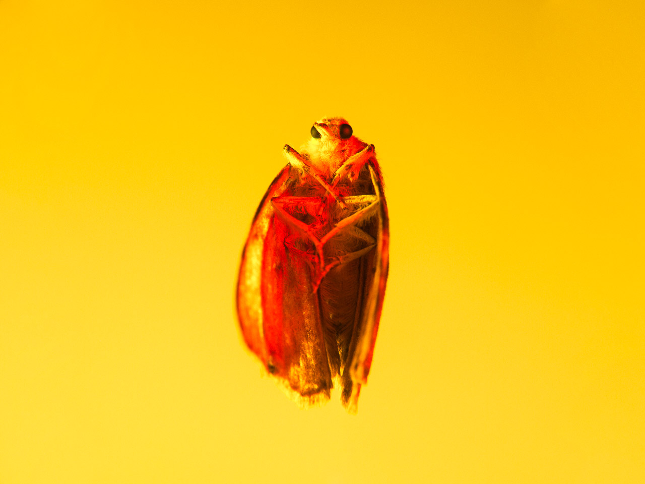 Bugged #14