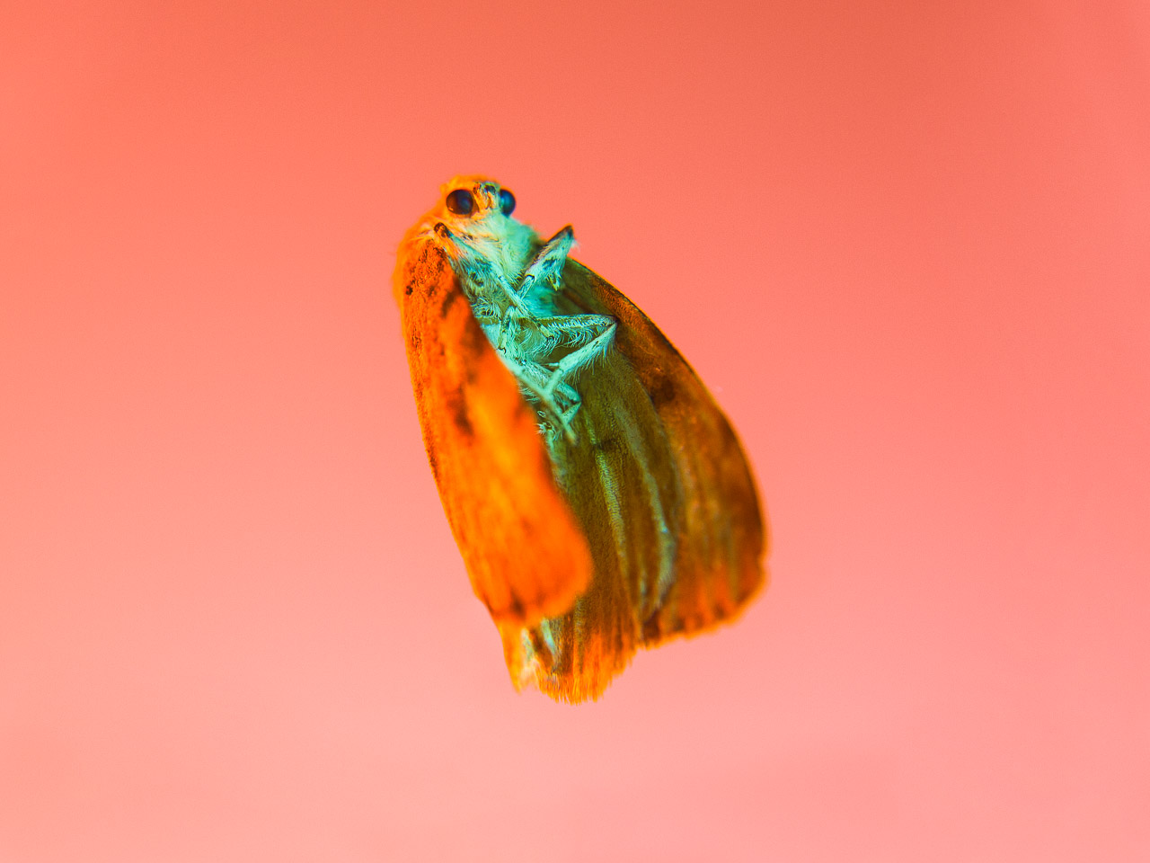 Bugged #15