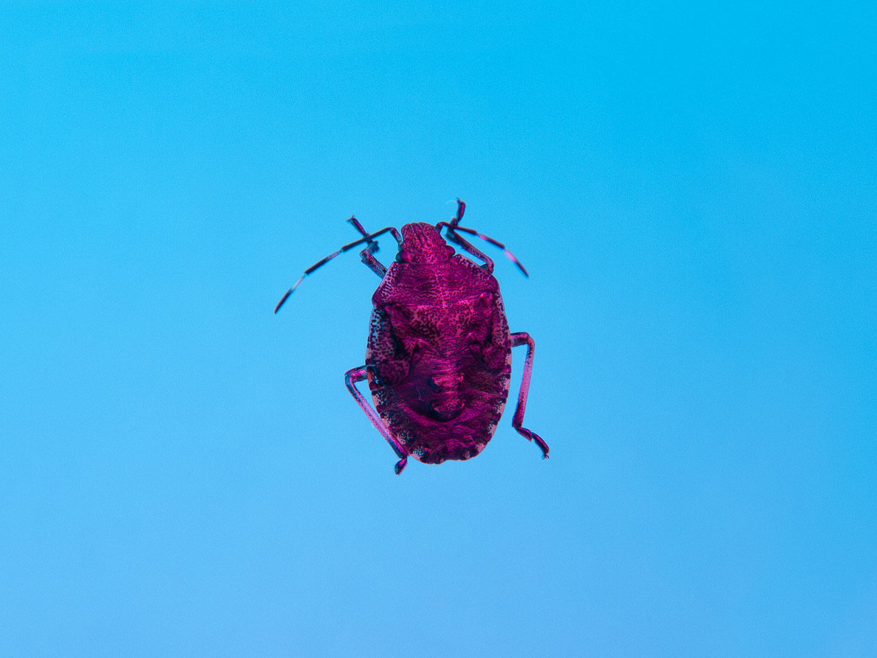 Bugged #16