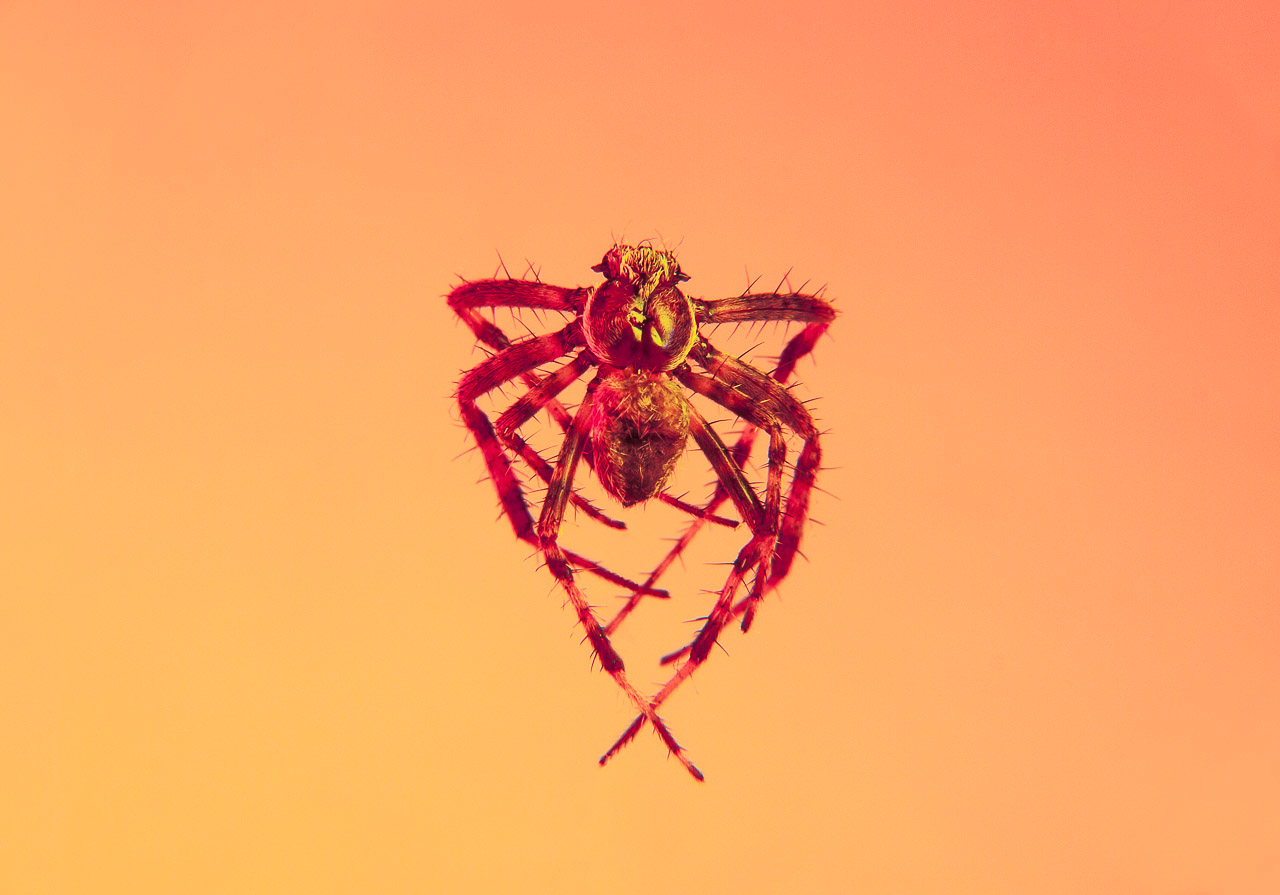 Bugged #19