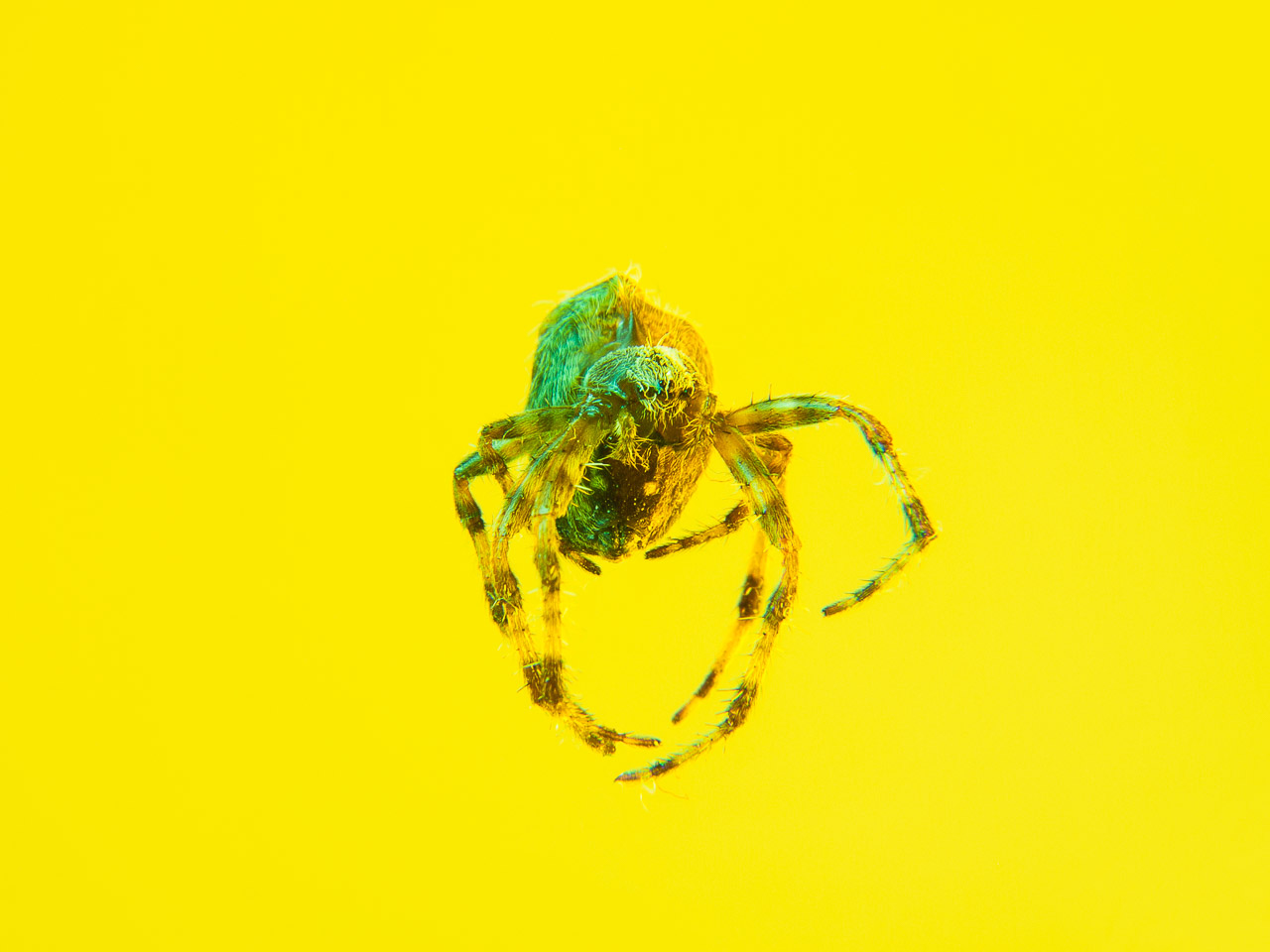 Bugged #25