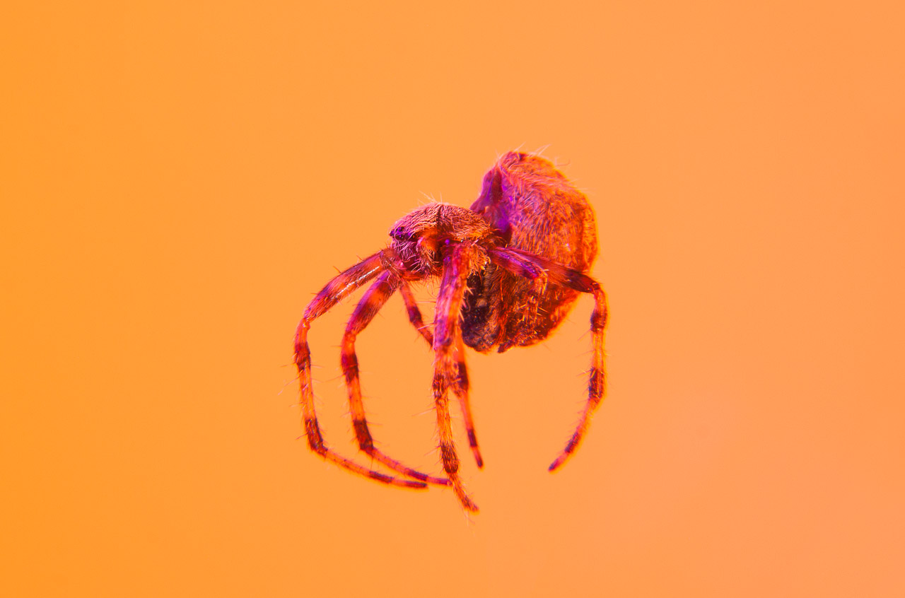 Bugged #27