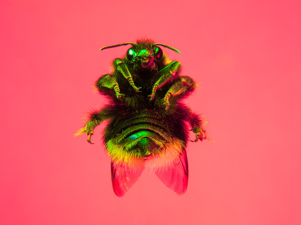 Bugged #30